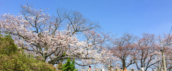 今年の佐賀の桜開花予想は3/23　満開予想は4/2です