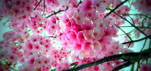 2016年春　伊万里と近郊のお花見・春のおまつりスケジュール（後半）