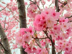 伊万里市内某所2016桜
