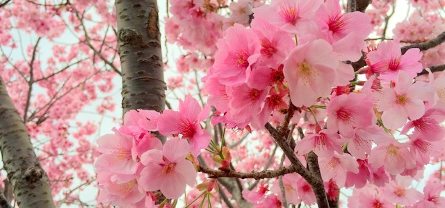 2016年春　伊万里と近郊のお花見・春のおまつりスケジュール（前半）